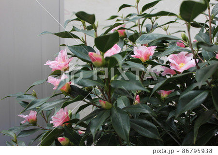 ＊　ツバキ　＊　椿　＊　つばき　＊　THUBAKI　＊　 86795938