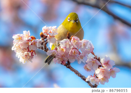 抱湖園の元朝桜とメジロ 抱湖園の元朝桜とメジロ 86796055