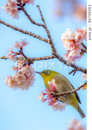 抱湖園の元朝桜とメジロ 抱湖園の元朝桜とメジロ 86796063