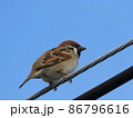電線上のすずめ 86796616