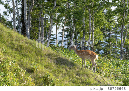 津別峠のエゾジカ 夏の北海道 津別峠のエゾジカ 夏の北海道 86796648