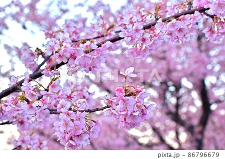 河津桜 上関城山歴史公園 山口 河津桜 上関城山歴史公園 山口 86796679