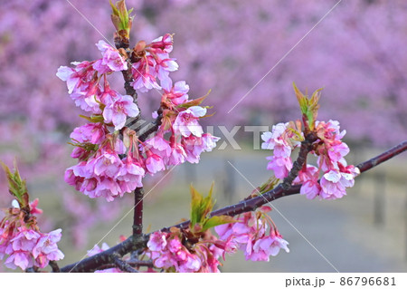 河津桜　上関城山歴史公園 86796681
