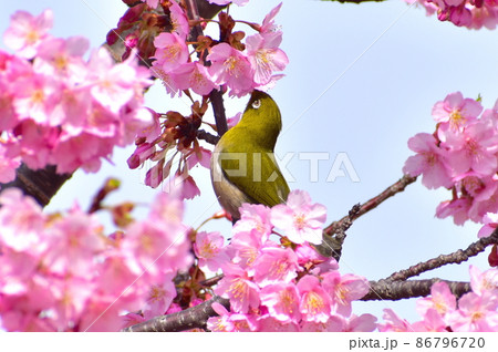 河津桜 メジロ 河津桜 メジロ 86796720