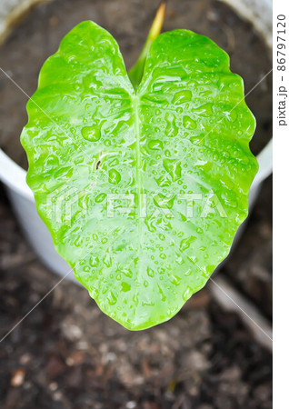 Alocasia, Alocasia macrorrhizos or Alocasia plant or dew drop Alocasia, Alocasia macrorrhizos or Alocasia plant or dew drop 86797120