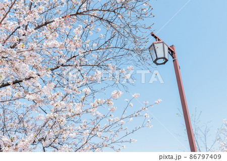 桜と街灯 桜と街灯 86797409