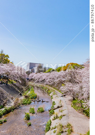 青空の山崎川と満開の桜 青空の山崎川と満開の桜 86797410