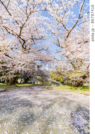 彫刻の庭 満開の桜 彫刻の庭 満開の桜 86797416