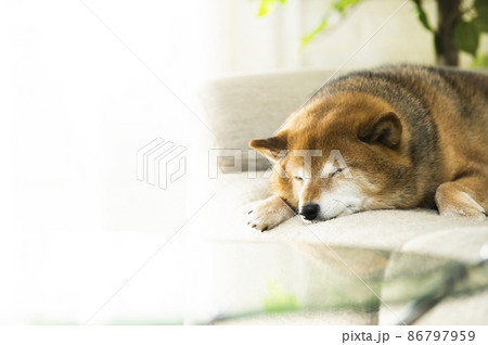 眠る柴犬 86797959