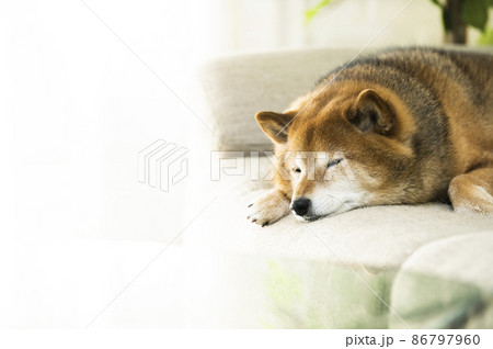 眠る柴犬 眠る柴犬 86797960