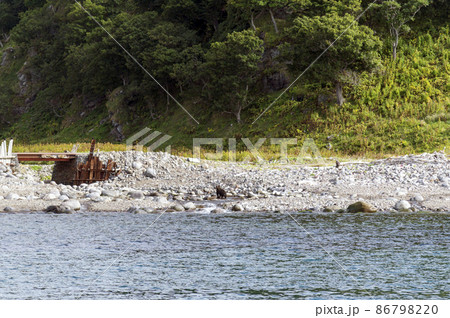 知床のヒグマ　北海道 86798220
