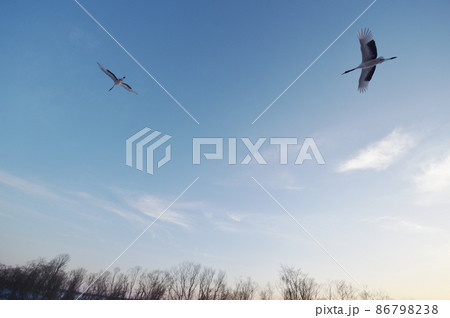 青空を飛ぶ二羽のタンチョウ（北海道・鶴居） 86798238