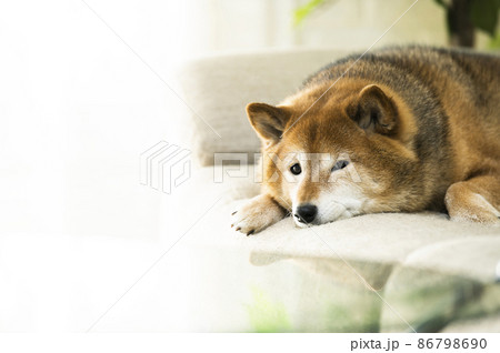 かわいい柴犬 カメラ目線 かわいい柴犬 カメラ目線 86798690