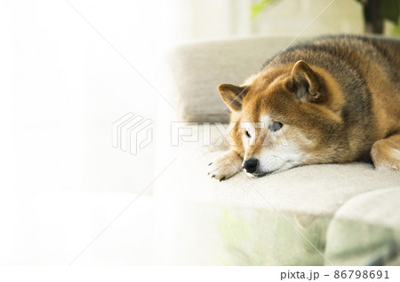 かわいい柴犬 86798691