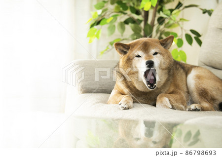 かわいい柴犬 あくびの写真素材