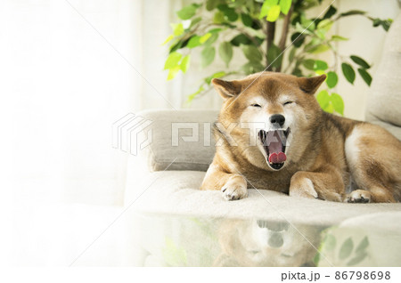 かわいい柴犬 あくび かわいい柴犬 あくび 86798698