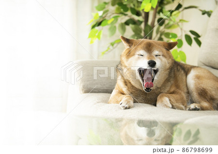 かわいい柴犬 あくび かわいい柴犬 あくび 86798699