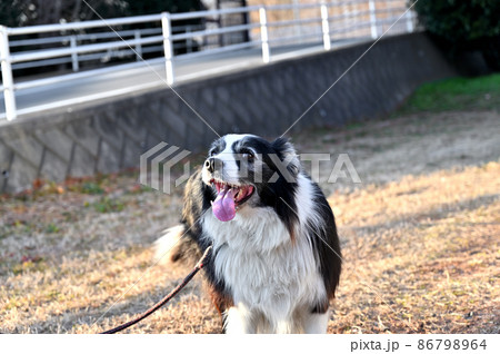 笑顔の犬 ボーダーコリー 笑顔の犬 ボーダーコリー 86798964