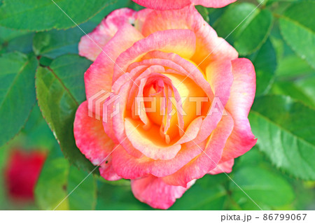 蜂ヶ峰の薔薇 蜂ヶ峰の薔薇 86799067