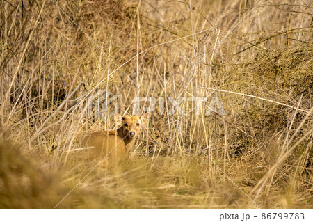 Indian hog deer or Axis porcinus portrait with eye contact at dhikala zone of jim corbett national park or forest uttarakhand india asia 86799783