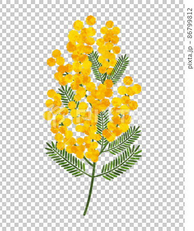 アナログ風の大きなミモザの花と葉 アナログ風の大きなミモザの花と葉 86799812