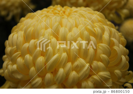 大輪黄菊花　　　　　　*・＊：Yellow Chrysanthemum：＊・* 86800150
