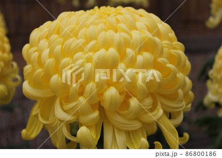 大輪黄菊花　　　　　　*・＊：Yellow Chrysanthemum：＊・* 86800186
