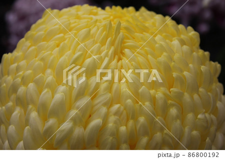 大輪黄菊花　　　　　　*・＊：Yellow Chrysanthemum：＊・* 86800192