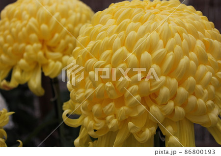 大輪黄菊花　　　　　　*・＊：Yellow Chrysanthemum：＊・* 86800193