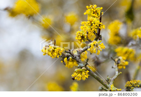 cornus mas tree in blossom by yellow flowers cornus mas tree in blossom by yellow flowers 86800200