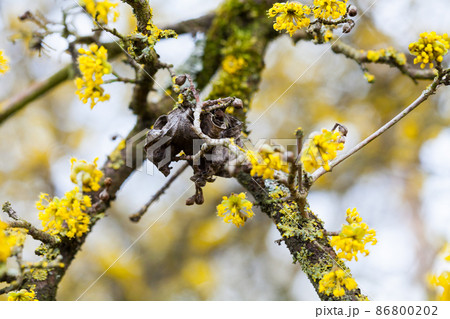 cornus mas tree in blossom by yellow flowers cornus mas tree in blossom by yellow flowers 86800202