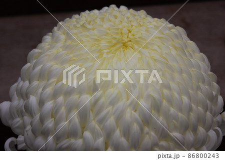 大輪白菊花　　　　　　*・＊：White Chrysanthemum：＊・* 86800243