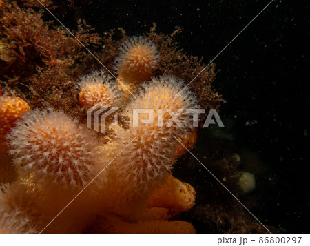 A closeup picture of a feeding soft coral dead man's fingers or Alcyonium digitatum. Picture from the Weather Islands, Skagerrak Sea, Sweden 86800297