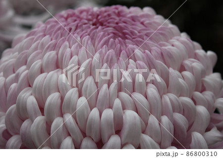 大輪桃菊花　　　　　　*・＊：Pink Chrysanthemum：＊・* 86800310