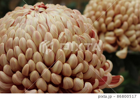 大輪茶菊花　　　　　　*・＊：Brown Chrysanthemum：＊・* 86800517