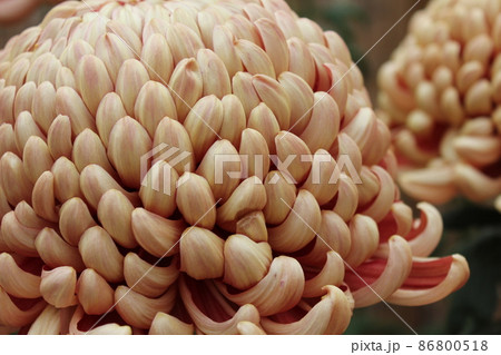 大輪茶菊花　　　　　　*・＊：Brown Chrysanthemum：＊・* 86800518
