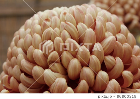 大輪茶菊花　　　　　　*・＊：Brown Chrysanthemum：＊・* 86800519