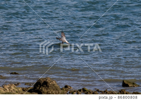 小さな水鳥を狩る隼 86800808