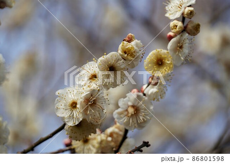 百品種の香り　水戸偕楽園に咲く白梅の花　名木「水心鏡」のアップ 86801598