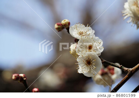 百品種の香り　水戸偕楽園に咲く白梅の花　名木「水心鏡」のアップ 86801599