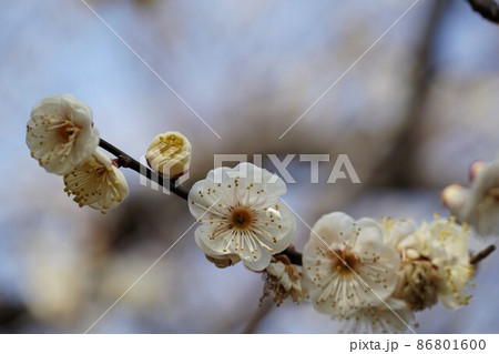 百品種の香り　水戸偕楽園に咲く白梅の花　名木「水心鏡」のアップ 86801600