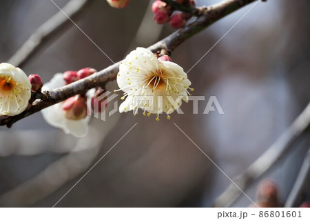 百品種の香り　水戸偕楽園に咲く白梅の花　名木「水心鏡」のアップ 86801601