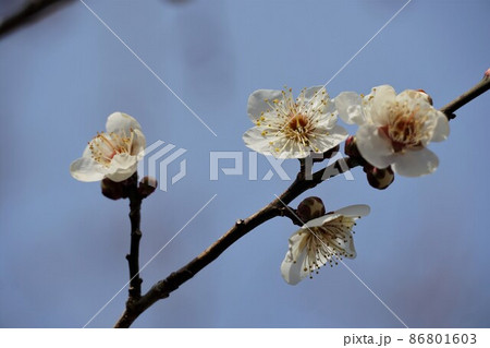 百品種の香り　水戸偕楽園に咲く白梅の花　名木「冬至梅」のアップ 86801603