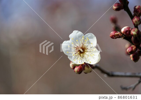 百品種の香り　水戸偕楽園に咲く白梅の花　名木「実生野梅」のアップ 86801631