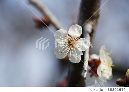 百品種の香り 水戸偕楽園に咲く白梅の花 名木「冬至」のアップ 百品種の香り 水戸偕楽園に咲く白梅の花 名木「冬至」のアップ 86801655