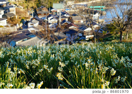 岡山県最南端・六島に咲く水仙と前浦集落の朝の風景2　岡山県笠岡市 86801970