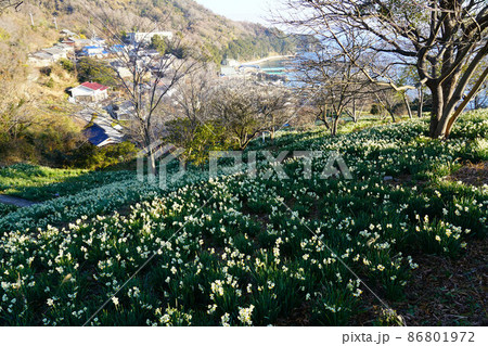 岡山県最南端・六島に咲く水仙と前浦集落の朝の風景4 岡山県笠岡市 岡山県最南端・六島に咲く水仙と前浦集落の朝の風景4 岡山県笠岡市 86801972