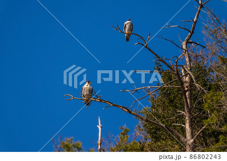 枯れ枝にとまるつがいの隼 86802243