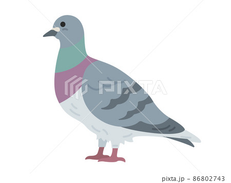 横から見た 鳩のイラストのイラスト素材