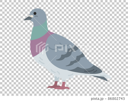 Illustration of a pigeon seen from the side 86802743